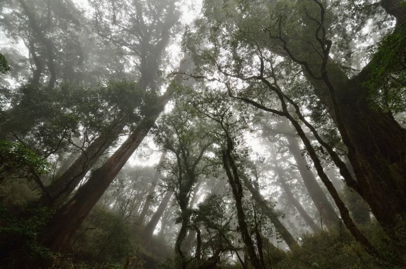 中央山脈現原始檜木林 林管處：公開是為了保護
