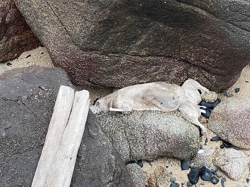 海漂豬屍頻現 海巡於金馬岸際24小時巡查