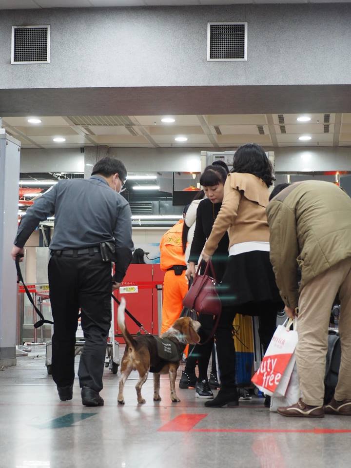 防非洲豬瘟檢疫犬保戰力 中國入境班機行李轉盤將集中