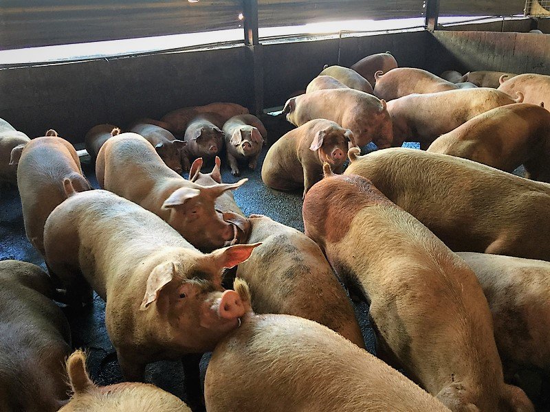 未列管養豬場 一週內須改飼料餵養或退場