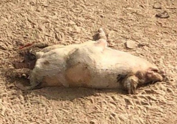 香港海灘發現豬屍 疑來自中國