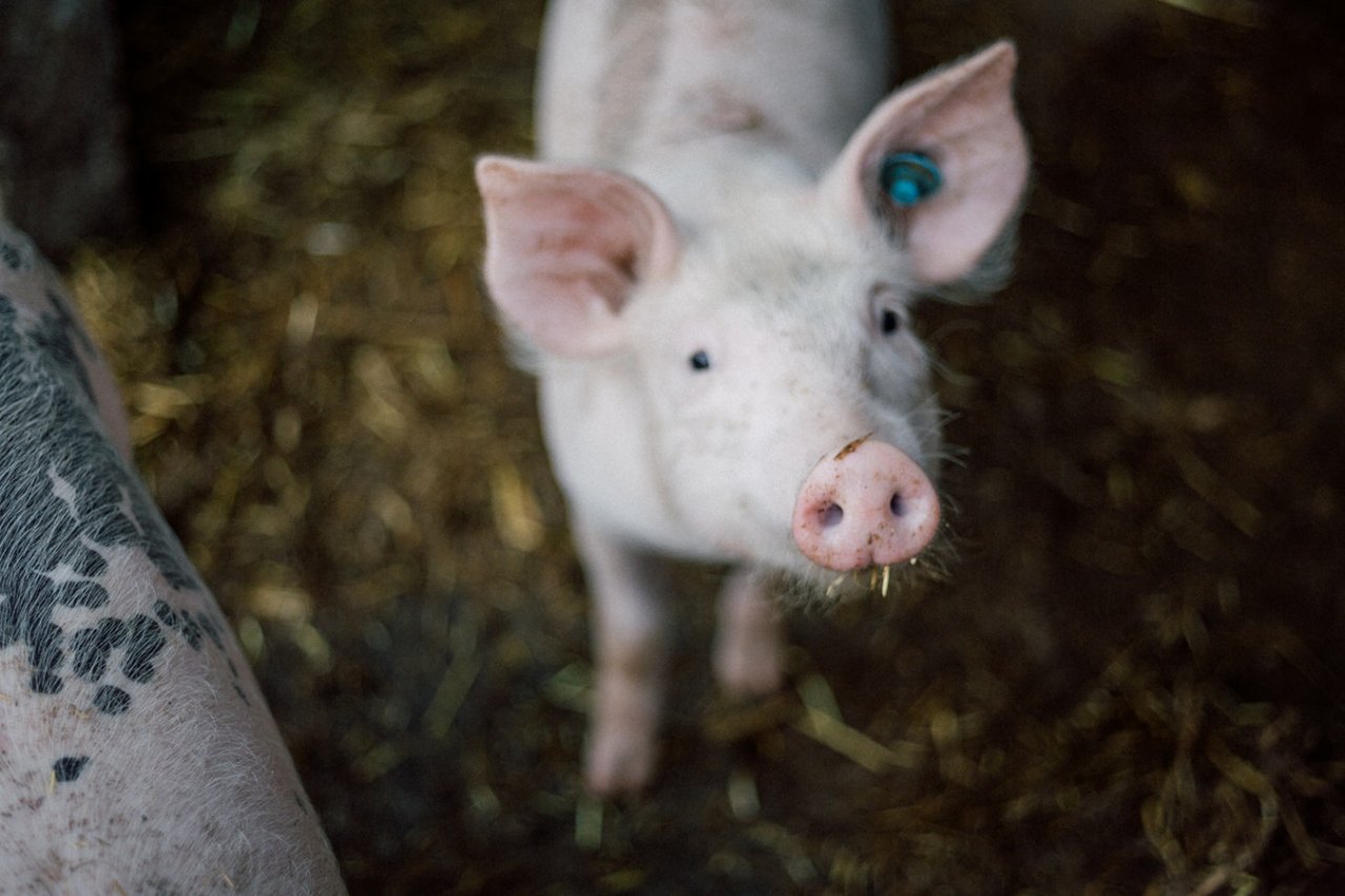 新型豬流感病毒檢驗出爐 農委會：台灣已排除