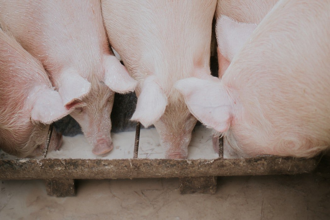 印尼逾2.7萬頭豬隻死於豬霍亂