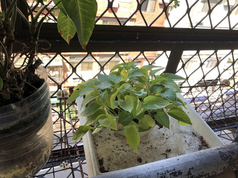 室內闊葉盆栽可降PM2.5 但夏天注意臭氧危害
