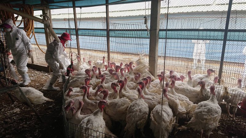 以色列通報 火雞場出現H5N8禽流感病毒