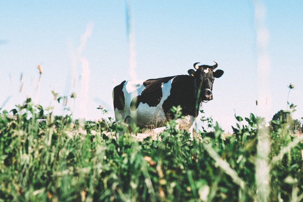 零關稅來台衝擊！農業部提紐西蘭鮮乳更名為「長效乳」