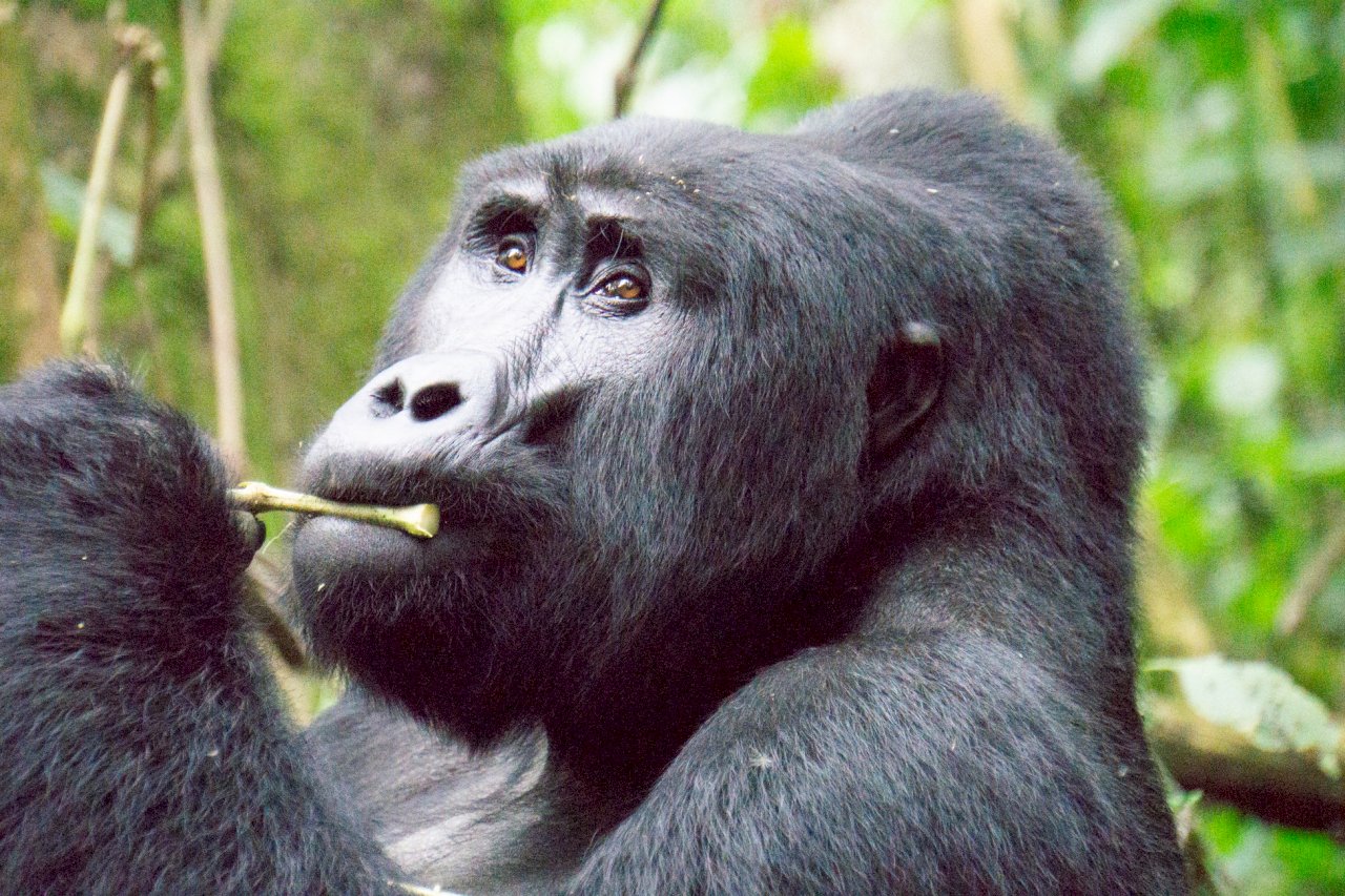 人類，多了一張嘴說話的猩猩？