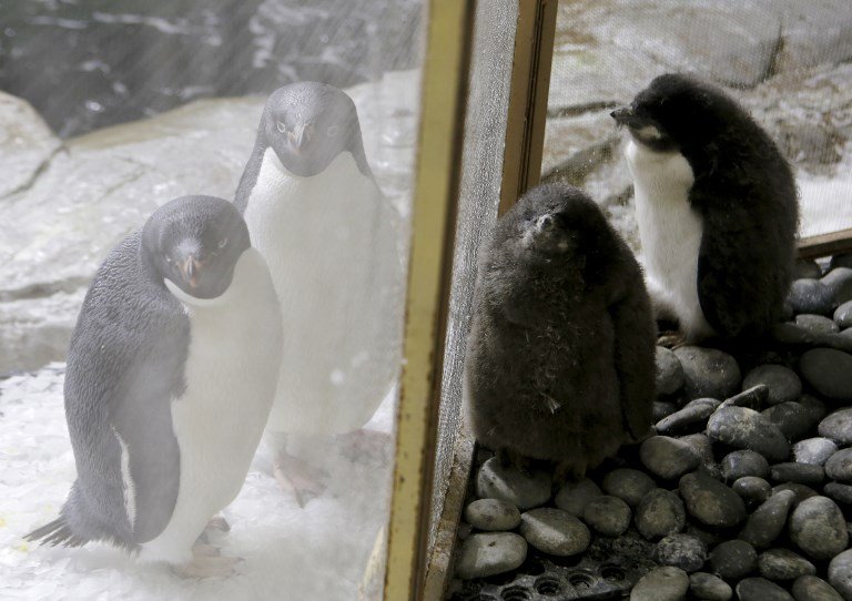 複製南極 墨西哥動物園企鵝寶寶滿月