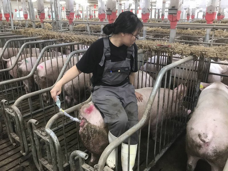 台灣擺脫口蹄疫情 養豬業：外銷是另一挑戰開始