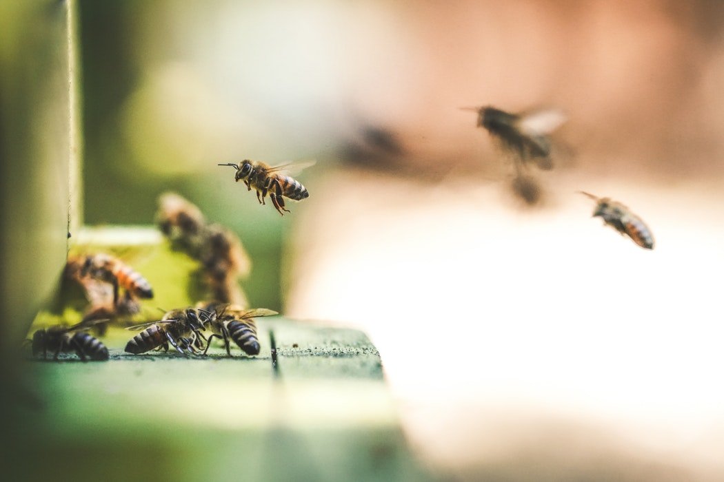 拯救蜜蜂 巴伐利亞175萬人要求公投