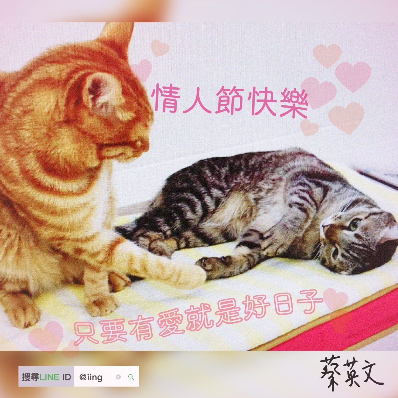 蔡總統情人節曬愛貓照：只要有愛就是好日子