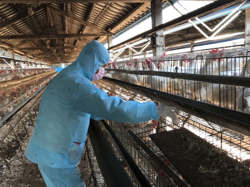 把關雞蛋食安 蘇揆促修農產品生產管理驗證法