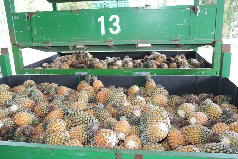農委會組國家隊賣水果  第一季突破20億元
