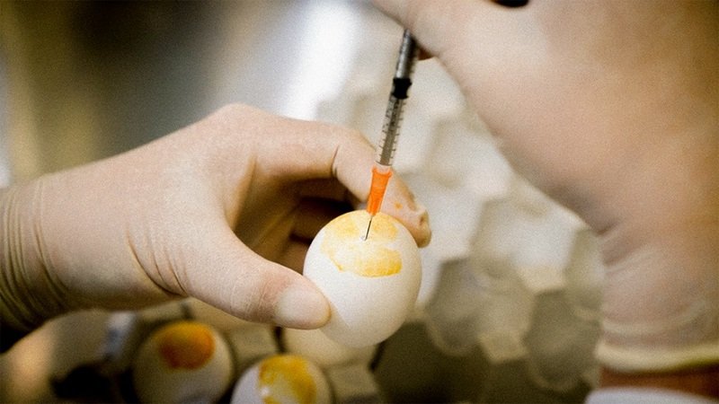 用雞蛋作流感疫苗 保護力提高3至4倍