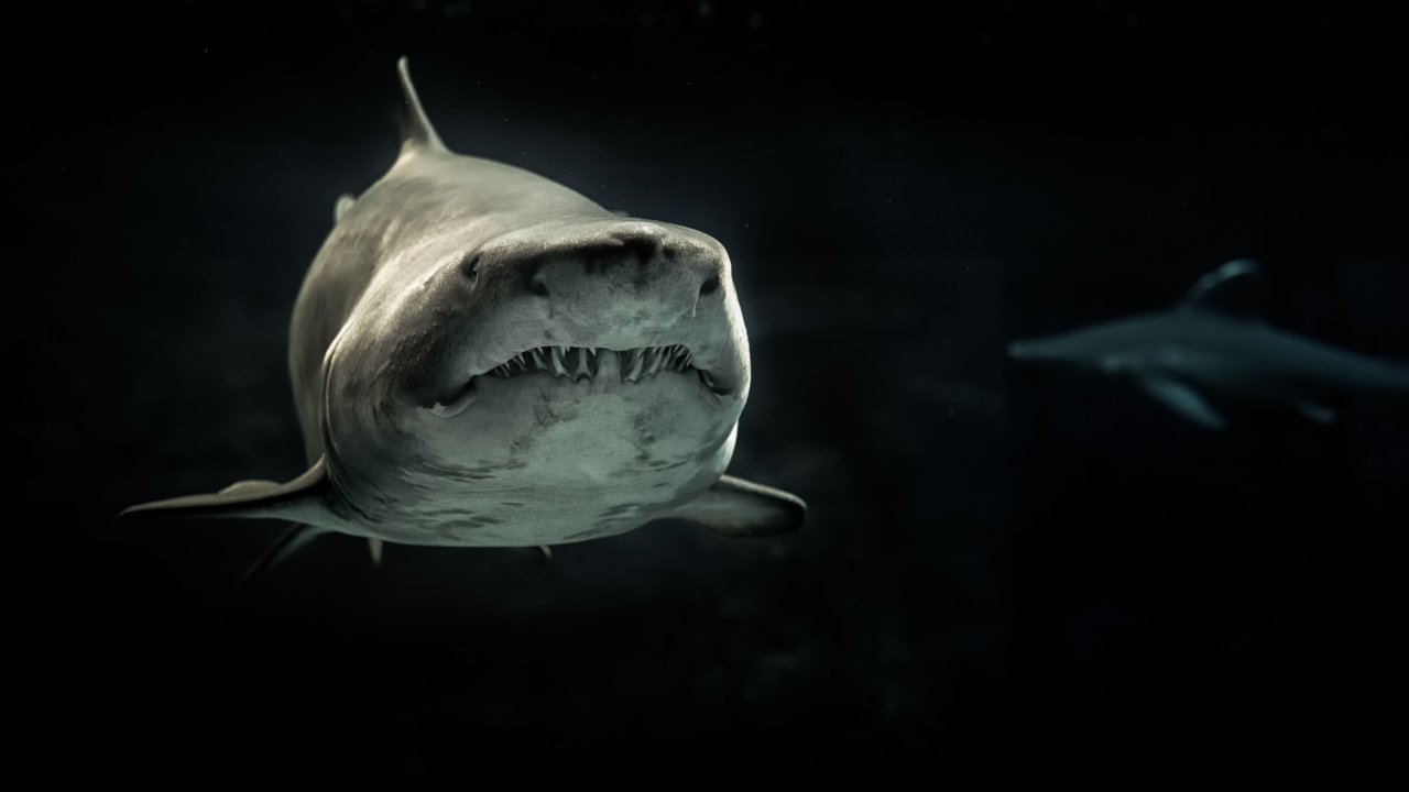 鯊魚沒那麼愛咬人 風險僅百萬分之5