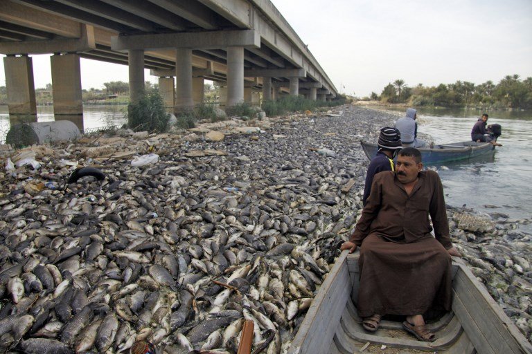錦鯉疱疹病毒釀禍 伊拉克數百萬條鯉魚死亡