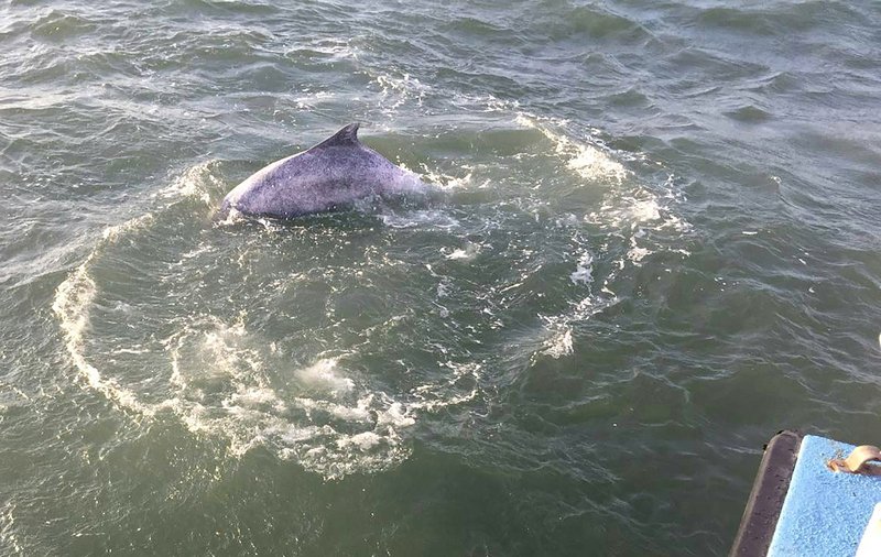 白海豚現身嘉義布袋 海巡隊觀察記錄生態