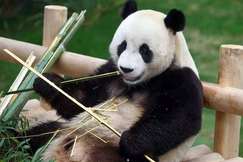 中國貓熊可能送高雄 壽山動物園籌備迎嬌客