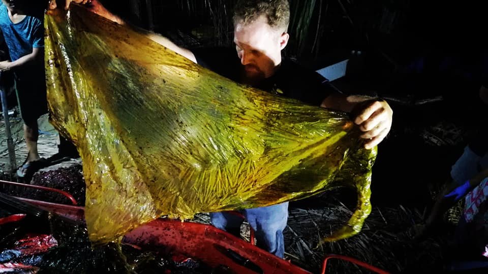 吞下40公斤塑膠垃圾 喙鯨死在菲國海岸