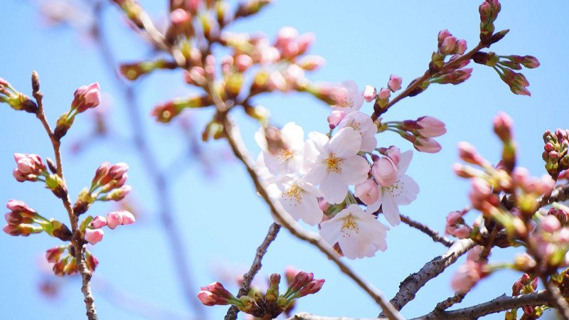日本暖春 民間氣象估東京櫻花3月19日提前開