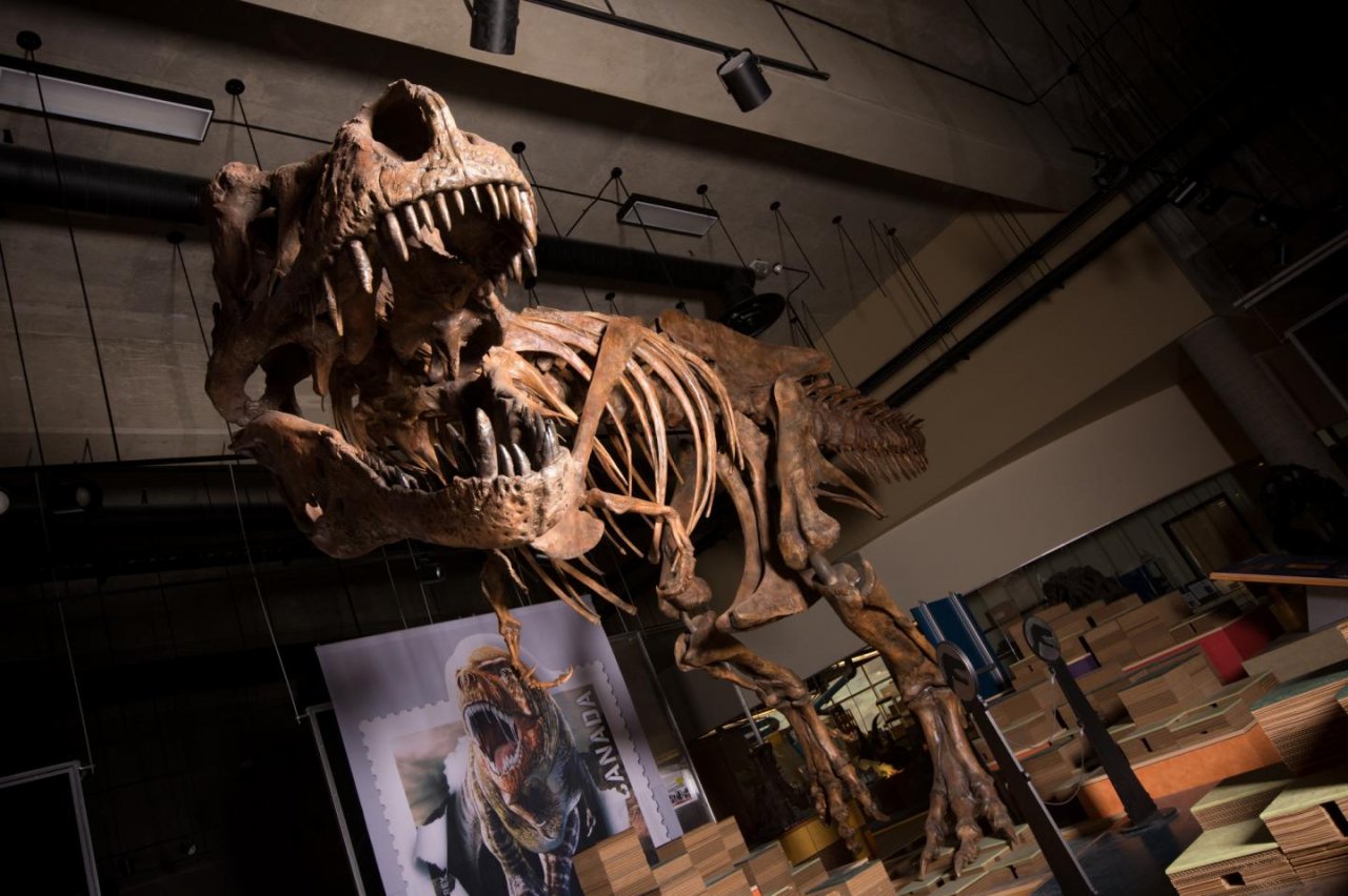 古生物學家重構骨骼 確認史上最大暴龍