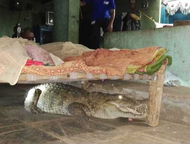 印度農夫半夜驚魂 鱷魚趴在嬰兒床下