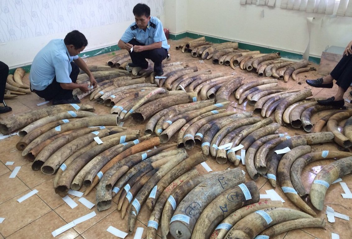 越南查獲逾9公噸疑似象牙走私品 來自剛果