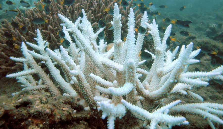 地球發燒 世界最南端珊瑚礁也難逃白化
