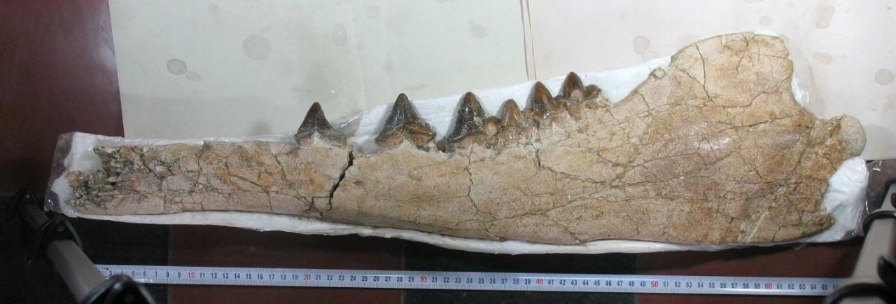 身長4公尺 鯨魚祖先4足鯨化石祕魯出土