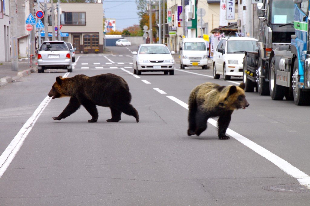 北海道札幌市區熊出沒 日警戒備籲民眾留意