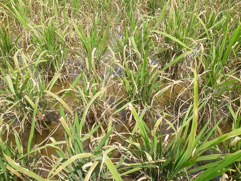 雨就是不下2縣市18日起夜間減壓供水 一期稻停灌與否月底決定