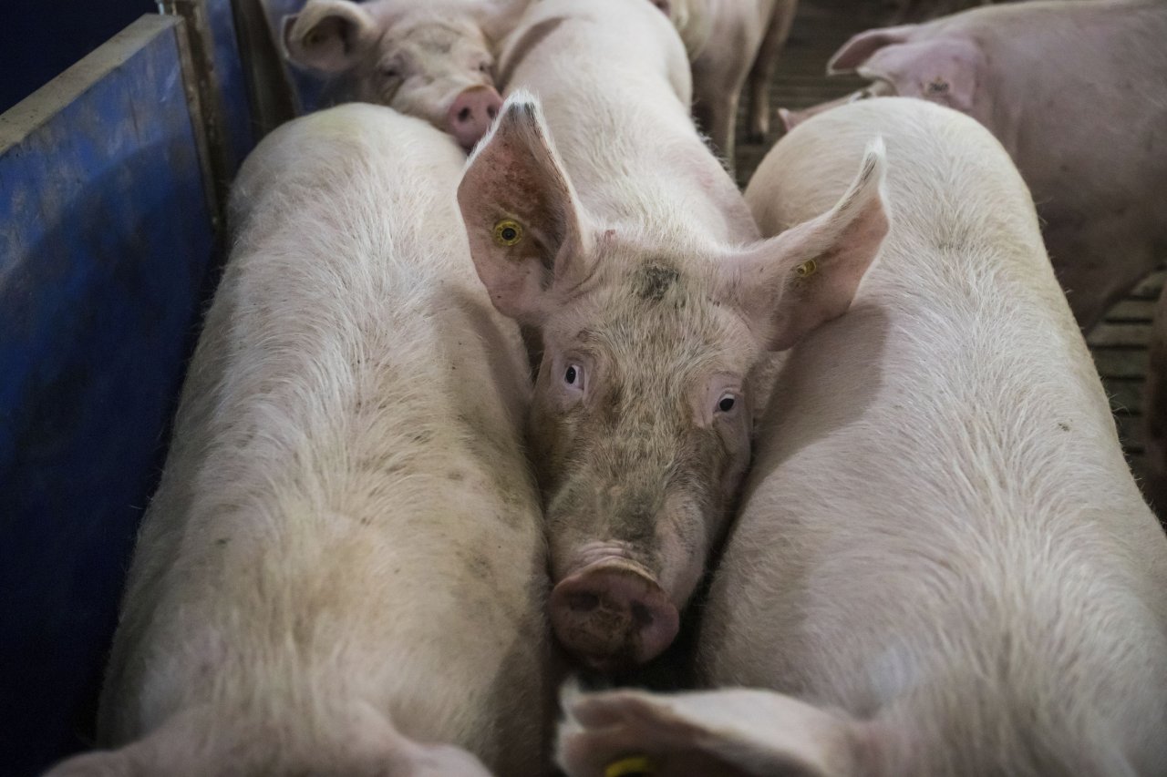 繼油菜後 中國停止加國2豬肉業者進口