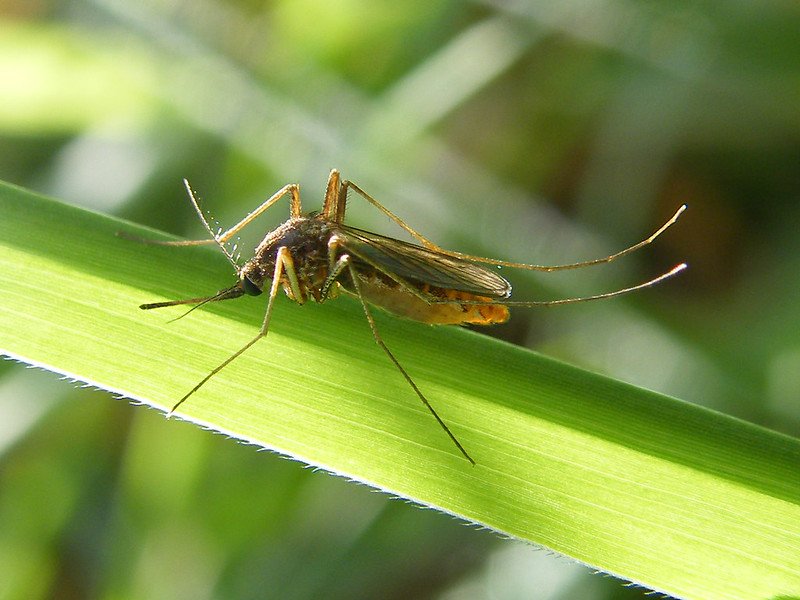 新加坡以蚊攻蚊 對抗史上最嚴重登革熱疫情
