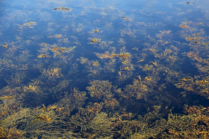海藻迅速增生 挪威800萬尾鮭魚窒死