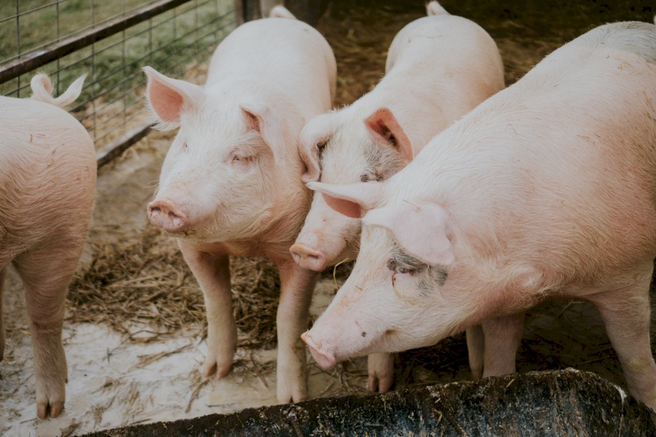 驗出瘦肉精 中國禁加拿大豬肉進口