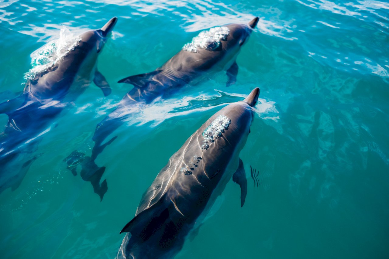 可愛動物vs殺人武器 當海豚被剝奪意志