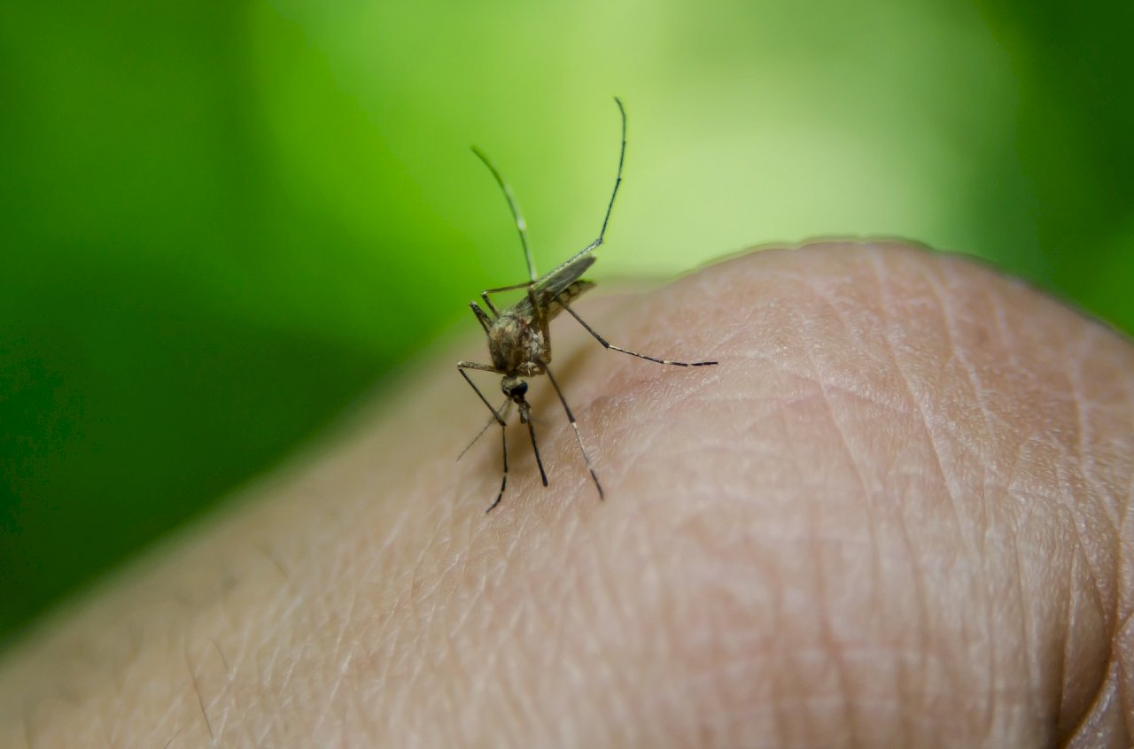 氣候暖化助蚊子入侵 歐洲面臨登革熱危機