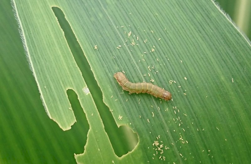 秋行軍蟲侵台作物受害率僅1.22% 農委會：防疫在期待目標