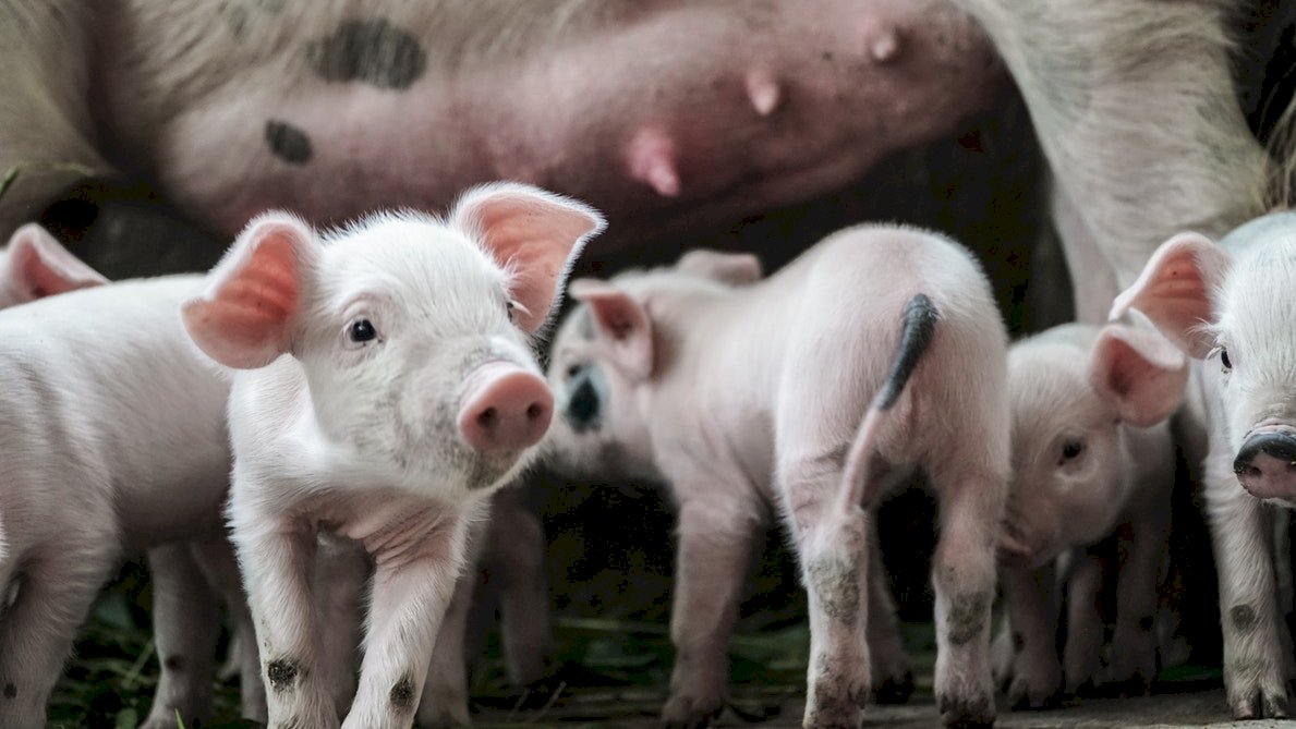 中國豬瘟影響世界
