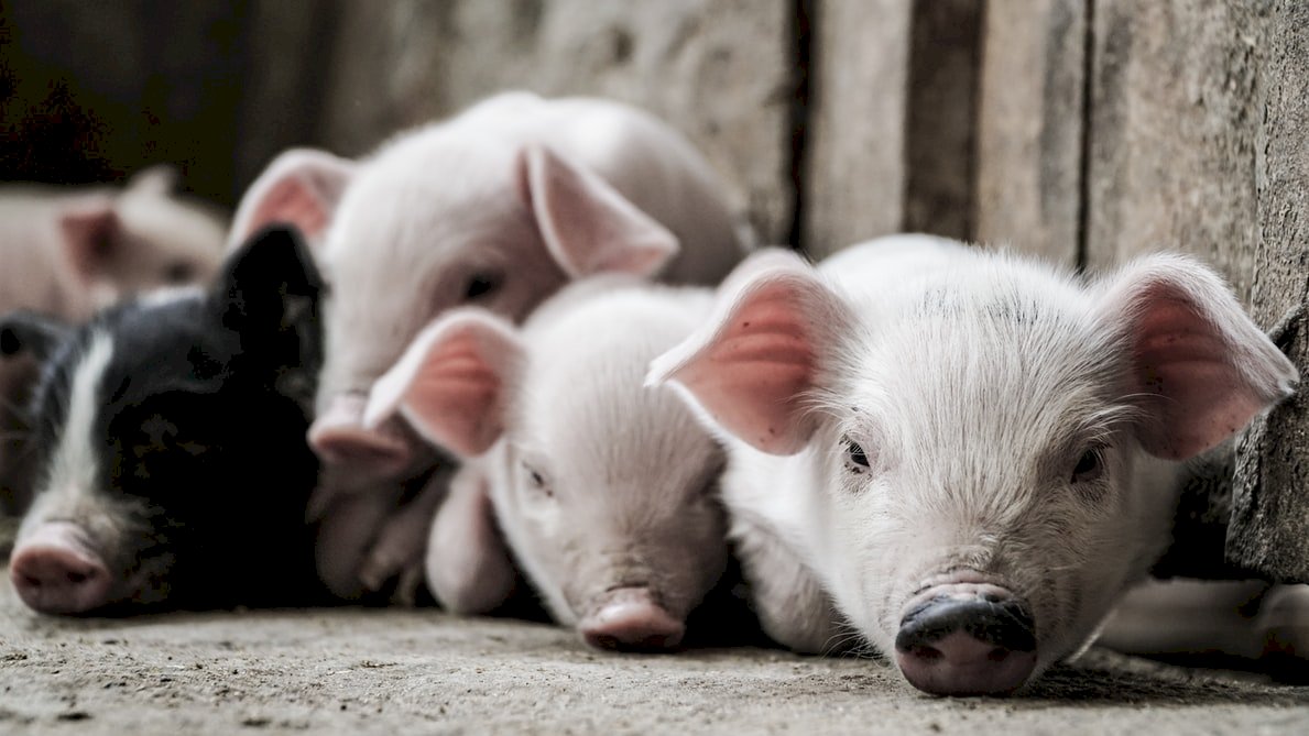荷蘭屠宰場爆發疫情 中國停止進口荷蘭豬肉