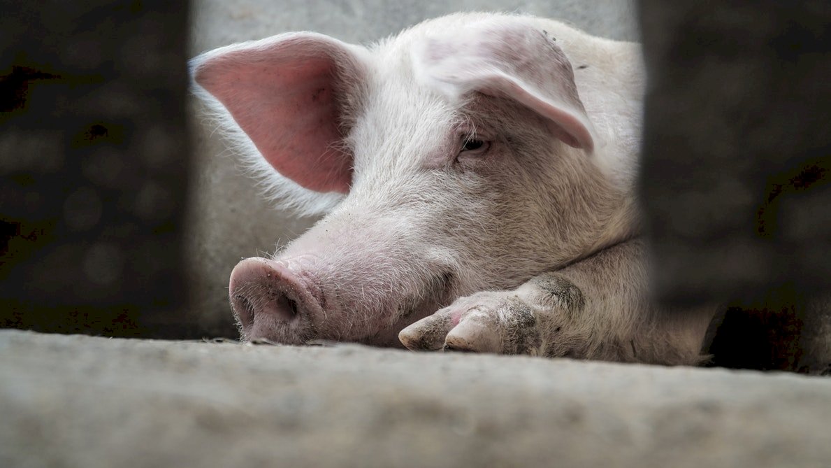 非洲豬瘟肆虐 中國9月進口豬肉年增七成