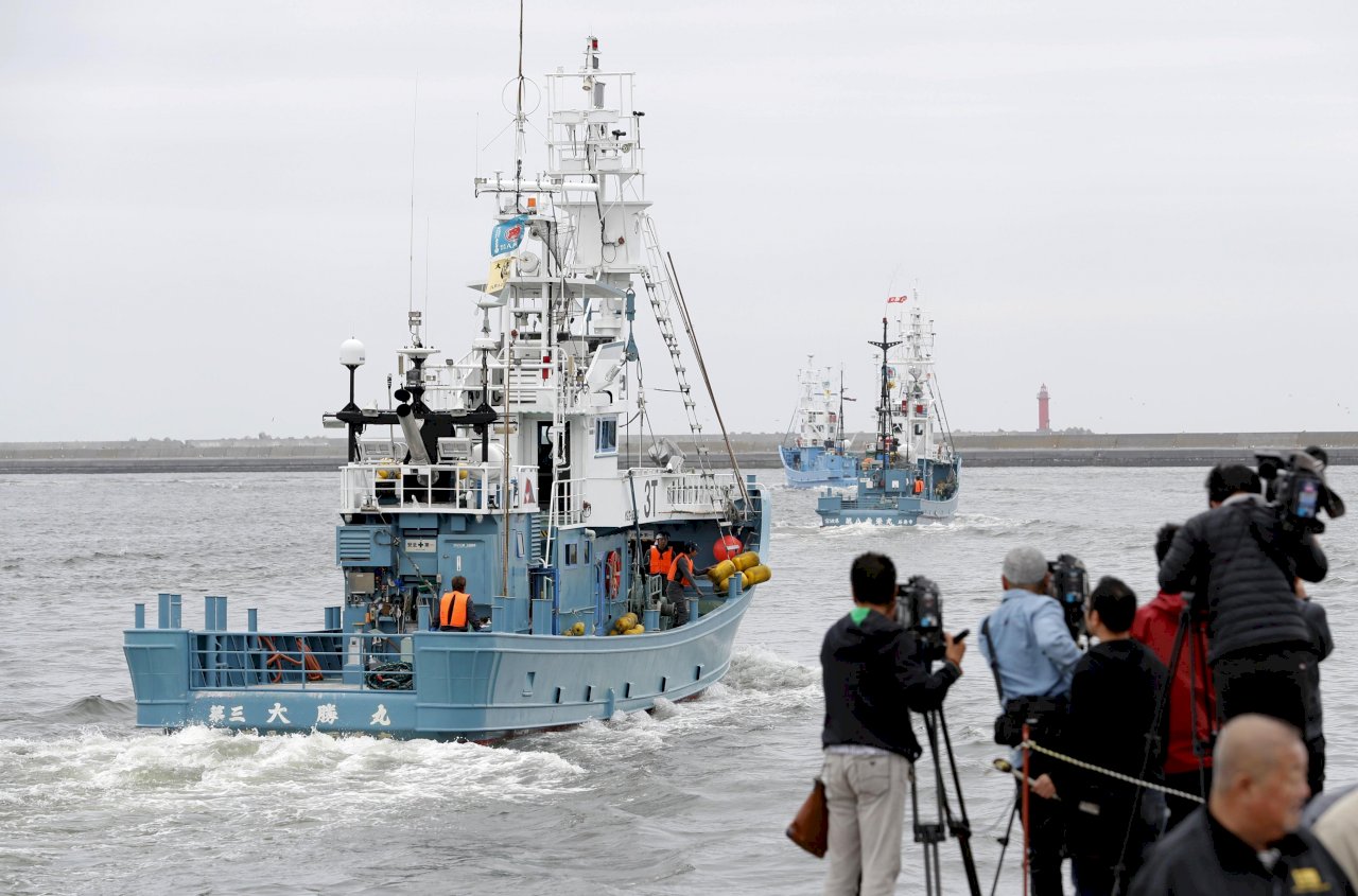 日本漁船今出海 時隔逾30年重啟商業捕鯨