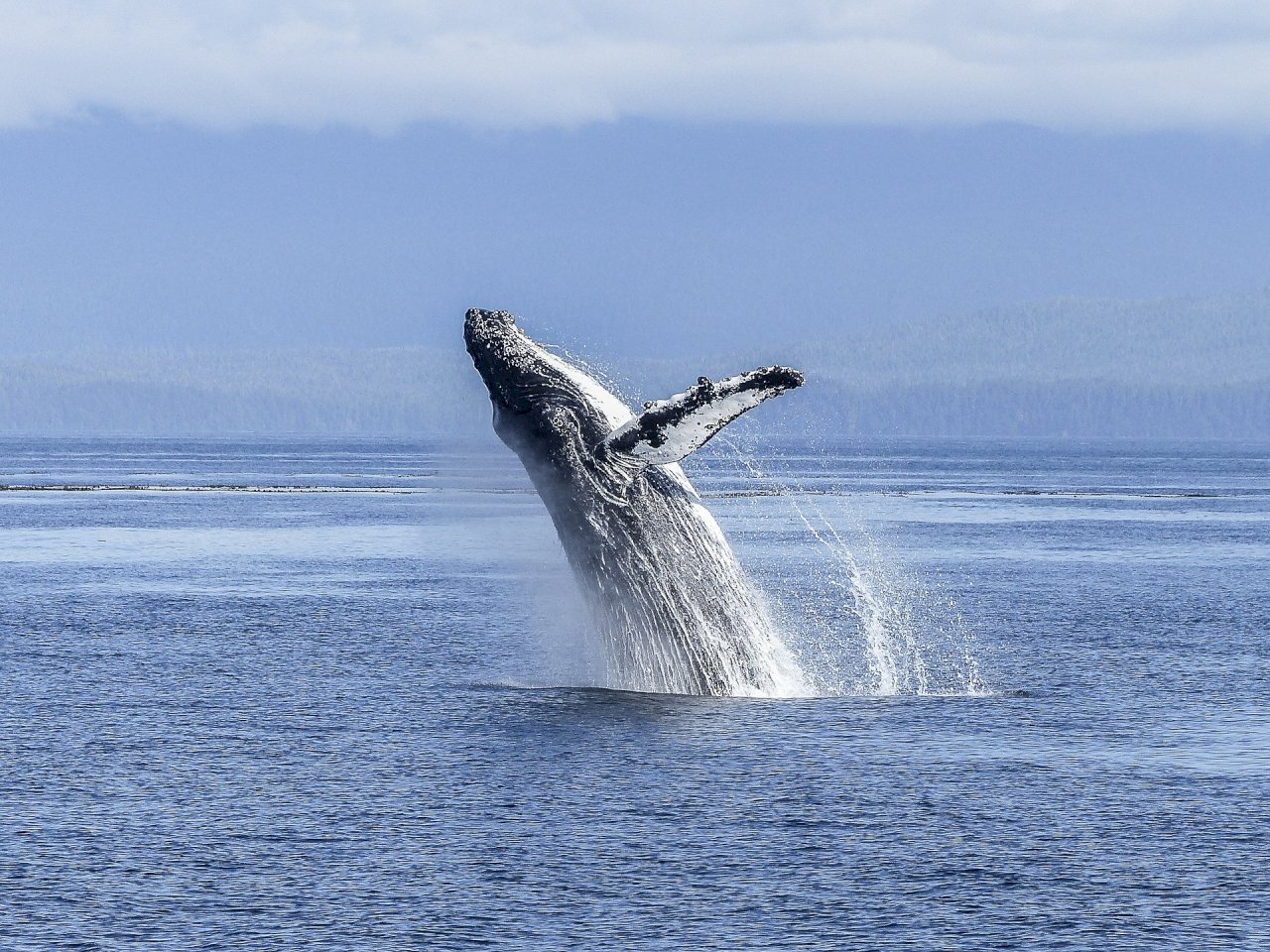 日本重啟商業捕鯨 專家警告塞鯨面臨滅絕危機