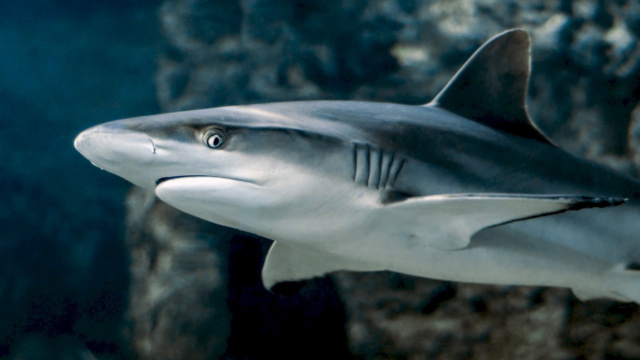 研究：全球礁鯊數量銳減 部分海域已絕跡