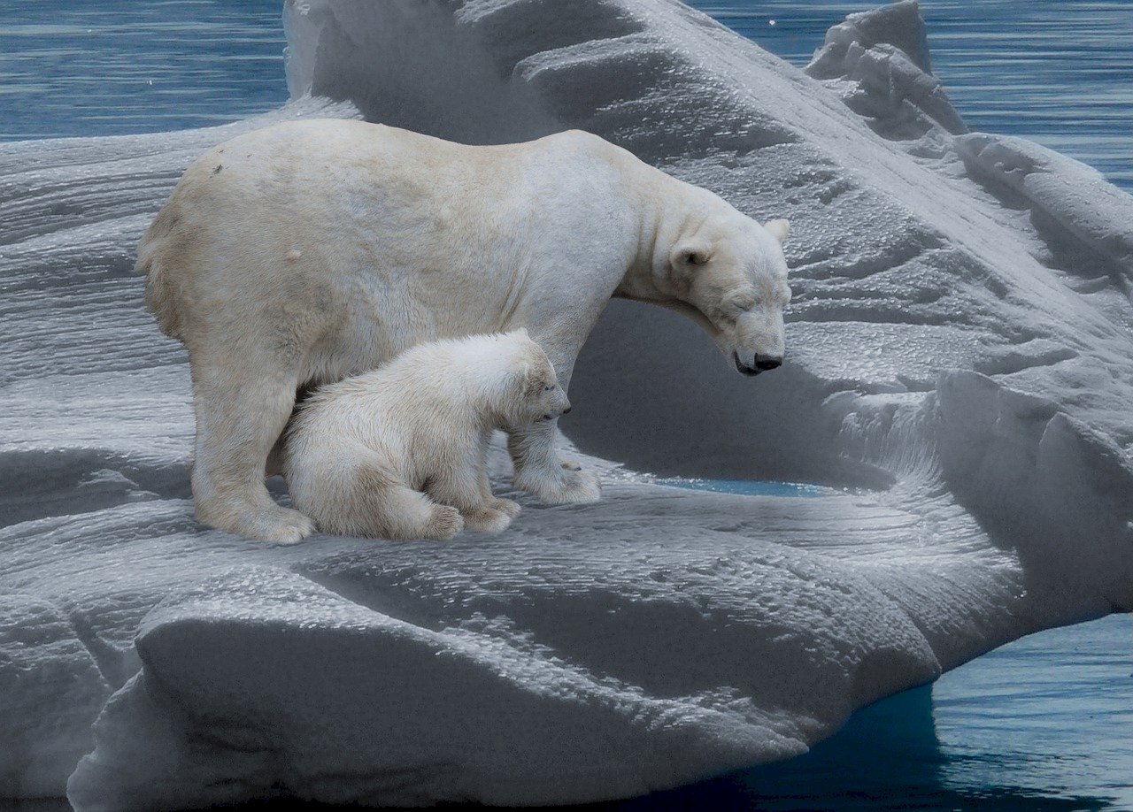 北極海冰縮減 加劇致命動物病毒擴散