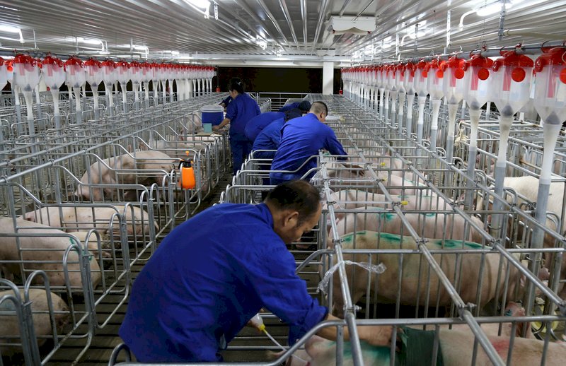 中國疑再現非洲豬瘟疫情 官方無通報紀錄