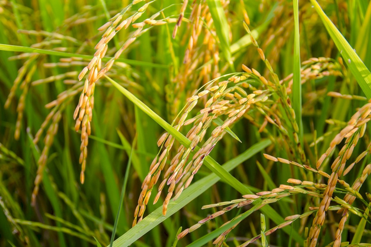 菲律賓核准基改稻米商業化 農民擔憂環境與經濟衝擊