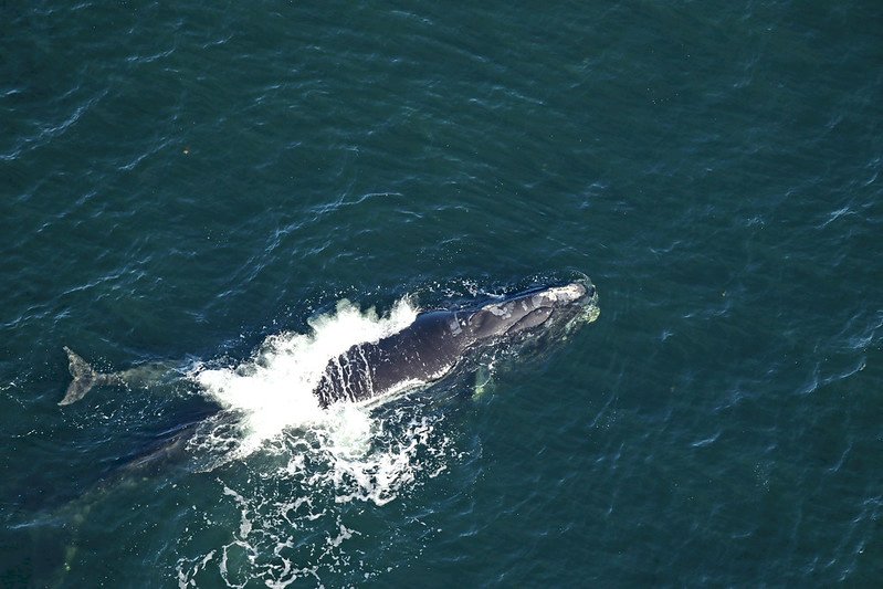 保護瀕危北大西洋露脊鯨 加拿大宣布新措施