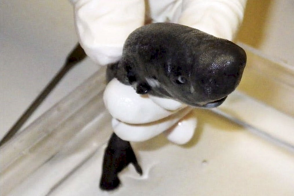 新種鯊魚會發光 獵物自動嘴邊送