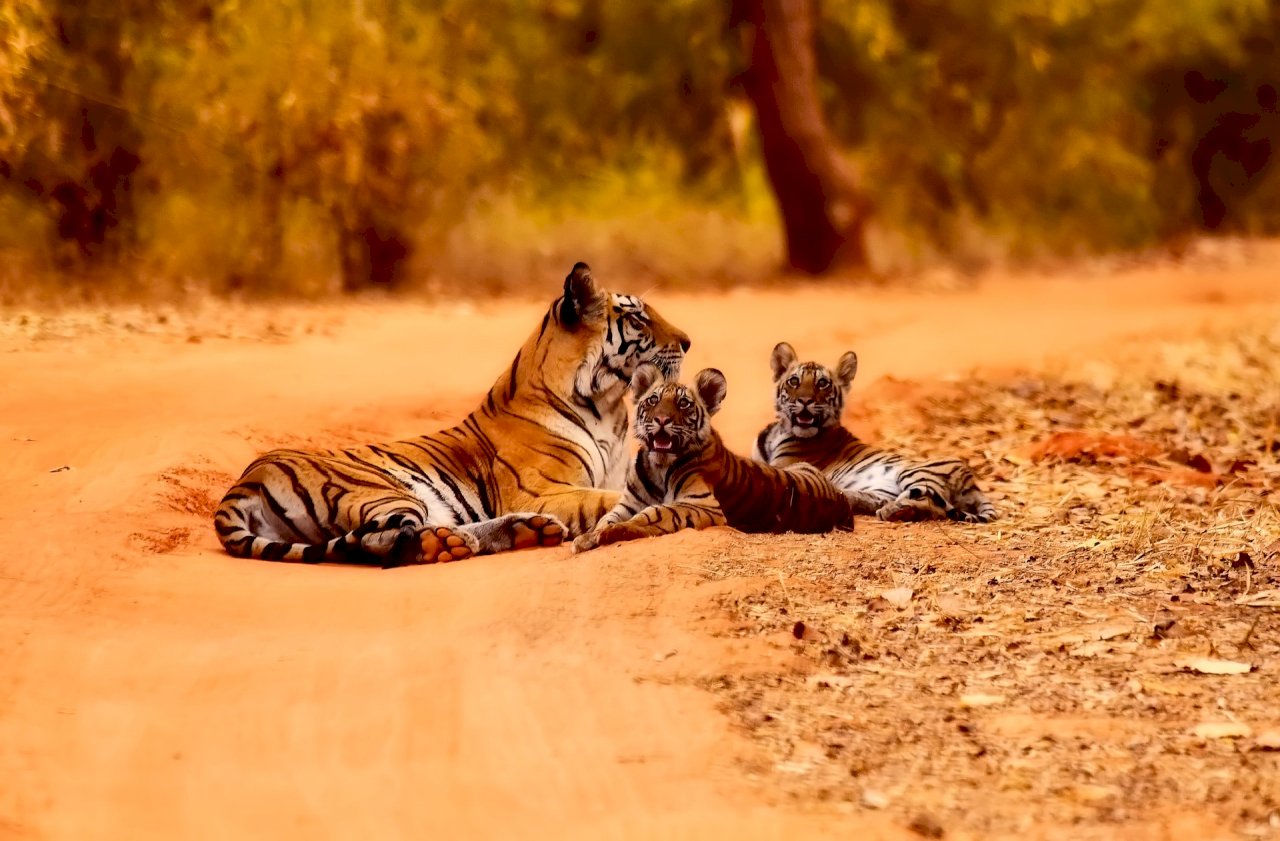 印度126隻瀕危老虎今年死亡 創統計以來新高